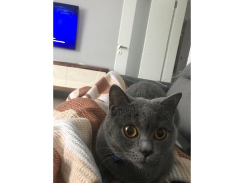 1.5 yaşında british shorthair
