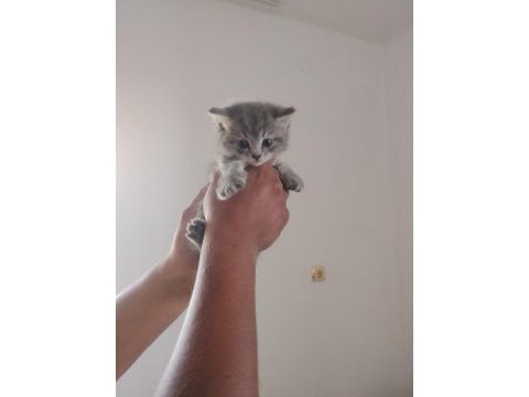 Oyun ve ilgi manyağı kedimiz yeni ailesini arıyor