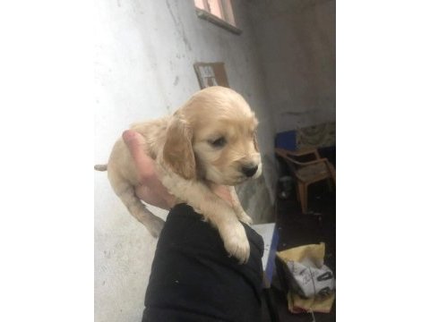 American cocker köpeği