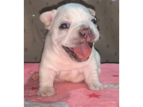 Erkek blue cream french bulldog yavru güçlü anatomi safkan