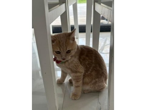 Golden british shorthair (3 aylık erkek)