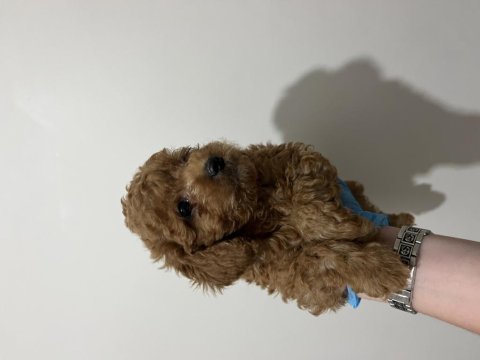 Teslime hazır red brown toy poodle