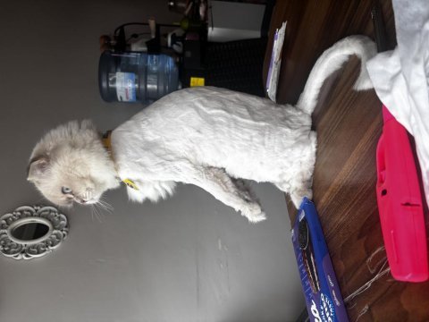 British longhair sakız kızımız ilk gelen alır