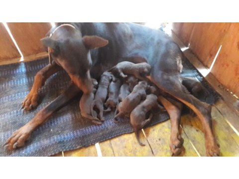 Doberman yavrular