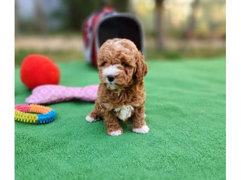 Maltipoo  yavrularımız 