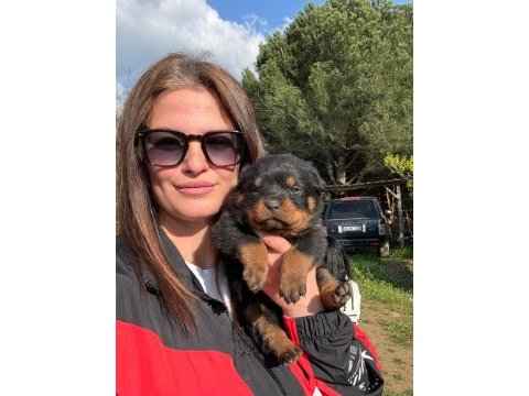 Fcı scr koca kafa rottweiler yavrular