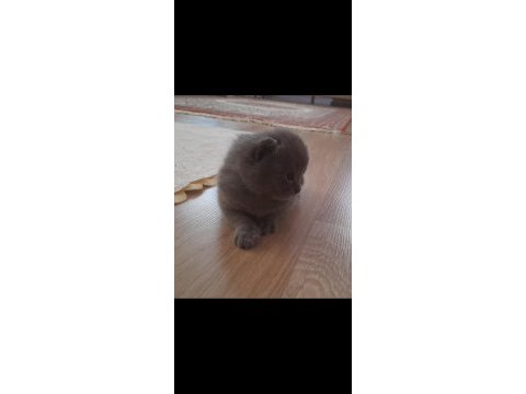 British shorthair gri yavru kedimiz