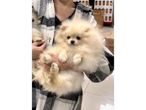 Dişi pomeranian