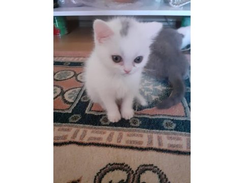 İki buçuk aylık scottish fold yavrular iki erkek bir dişi