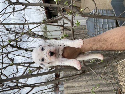 Benekli dalmaçyalı çoçuklar