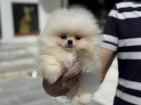 Yasal ruhsatlı çiftlikte ziyarete açık pomeranian