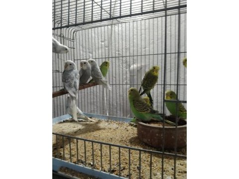 Her muhabbet kuşu vardır