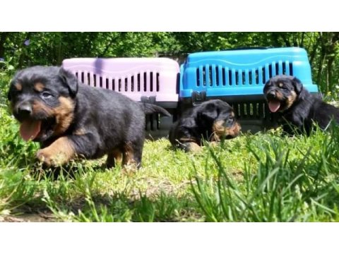 Rottweiler yavruları mükemmmeli arayanlara çiftlikten