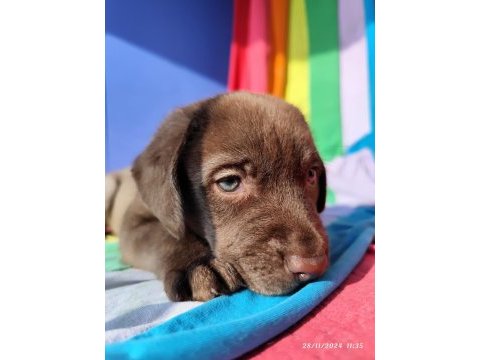 Üreticiden a plus kalite labrador yavrular