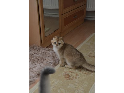 Golden scottish fold erkek yavru