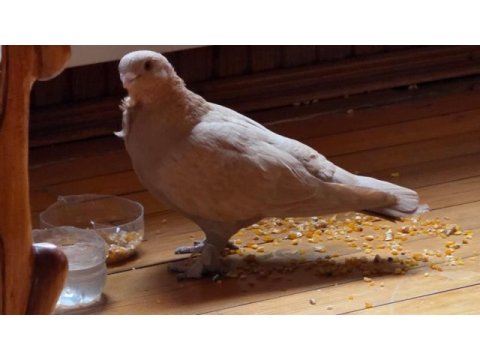 Paçalı bango güvercin