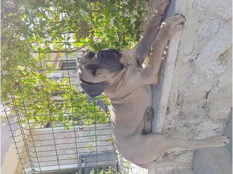 Dev formentino cane corso