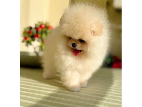Show class baby face pomeranian boo