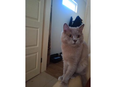 British longhair cidden bakabilecek birileri lazım