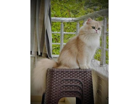 Şecereli british longhair golden yavrular