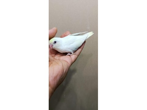 Cremio dişi forpus papağanı