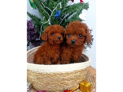 Safkan red brown toy poodle yavrularımız