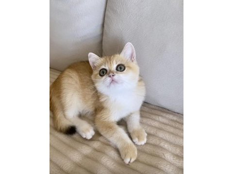 Safkan british shorthair golden dişi yavru