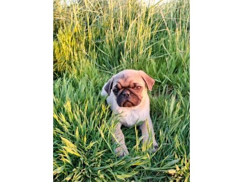 Pug mobs yavrular
