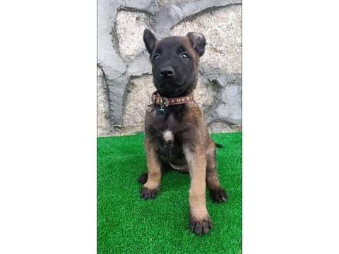 Eyüp doğan aksiyon şila yavruları malinois