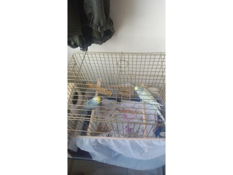 1 çift rainbow kafes ve yuvalıkla verilecek muhabbet kuşu