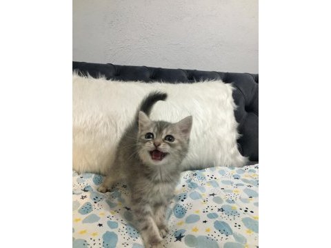 2 aylık 3 erkek bir dişi oyuncu yavrular scottish fold