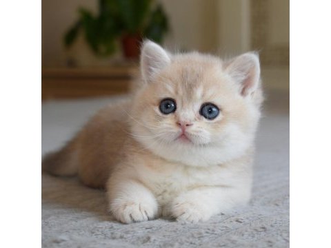 Nadir renk  golden british shorthair 