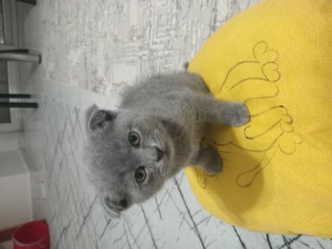 2 aylık scottish fold miniğim yeni yuvasına hazır