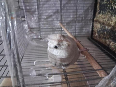 Whıte face 12 aylık erkek sultan papağanı