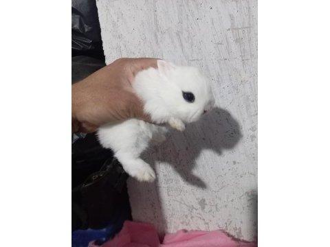 Cüce tavşan yavruları