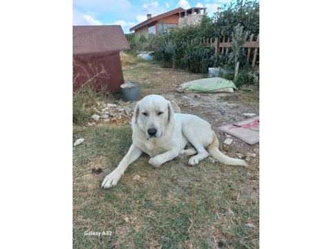 Saf akbaş yavruları