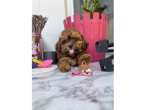 Uygun çikolata maltipoo