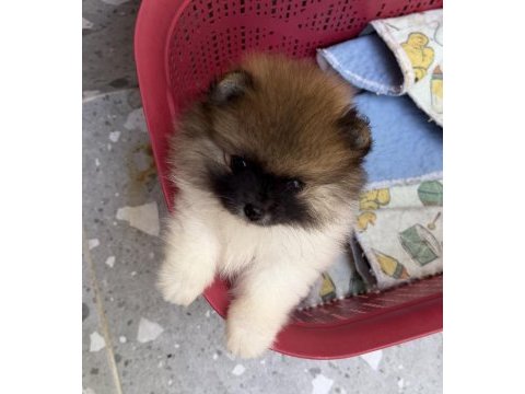 Pomeranian boo garantili