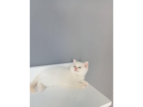 British shorthair red point