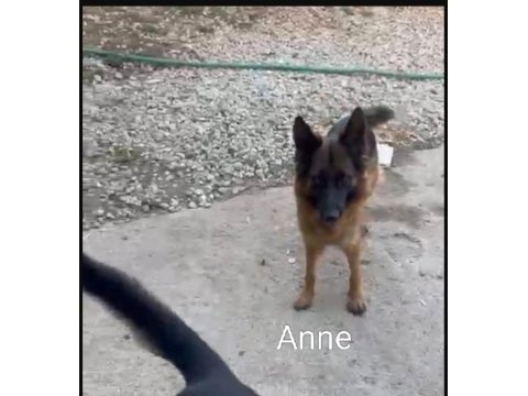 Orjinal alman çoban köpeği (alman kurdu) yavrusu