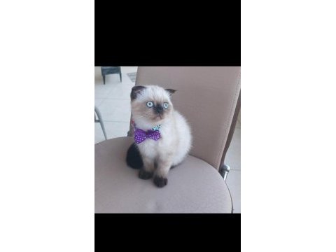 Blue point scottish fold yavrumuz