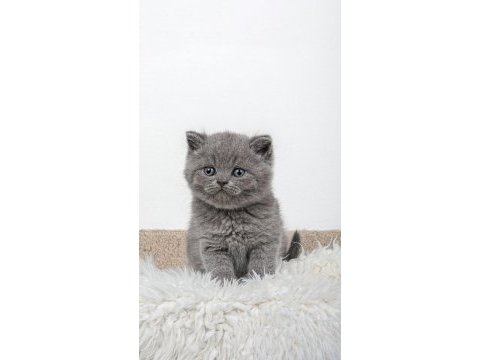 45 günlük british shorthair minnoşlarımız