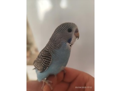 Yeni yeme düşen bebek muhabbet kuşu yavrular
