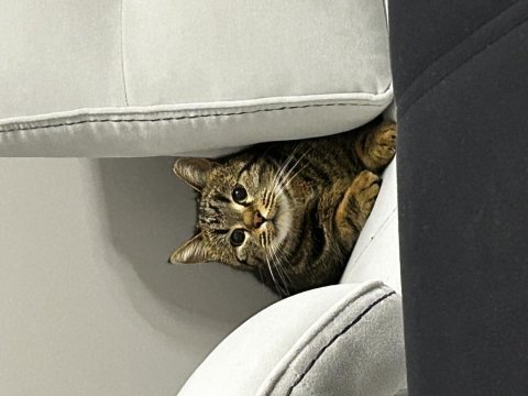 3 yaş tekir mıncır tatlı sağlıklı ve sevecen