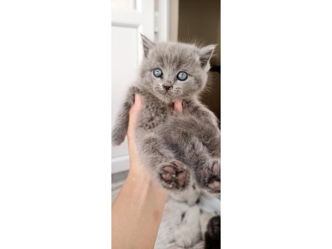 Oyuncu yavrular scottish fold