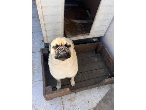 2 adet pug