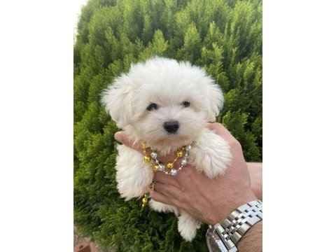 Orjinal maltese bebeklerimiz