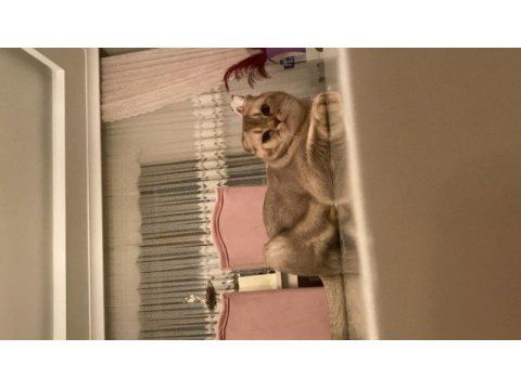 Scottish fold 10 aylık tokyoya eş ilanıdır
