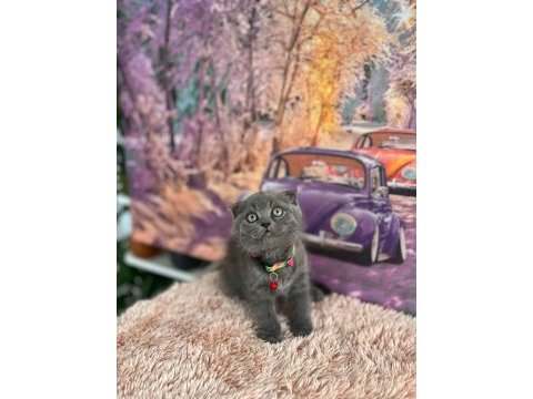 A kalite top kafa scottish fold yavrular