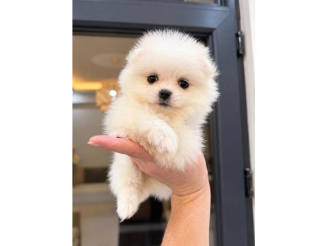 Pomeranian boo 